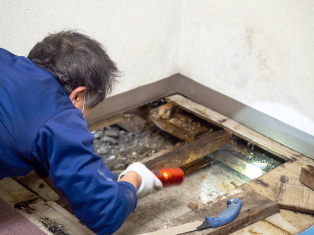 Certified Mold Removal in Labarque Creek, MO