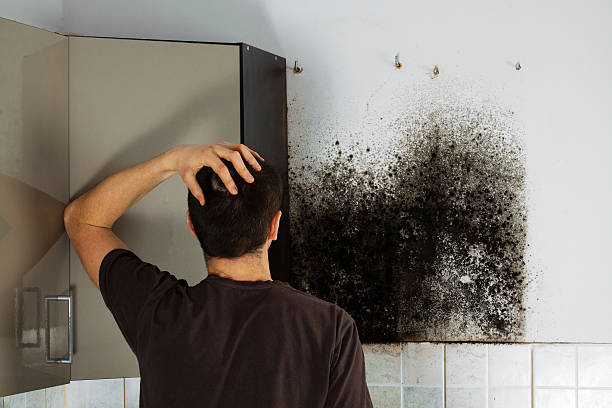 Best Attic Mold Removal  in Labarque Creek, MO